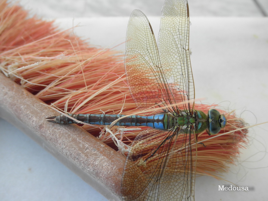 Anax imperator (Grecia)